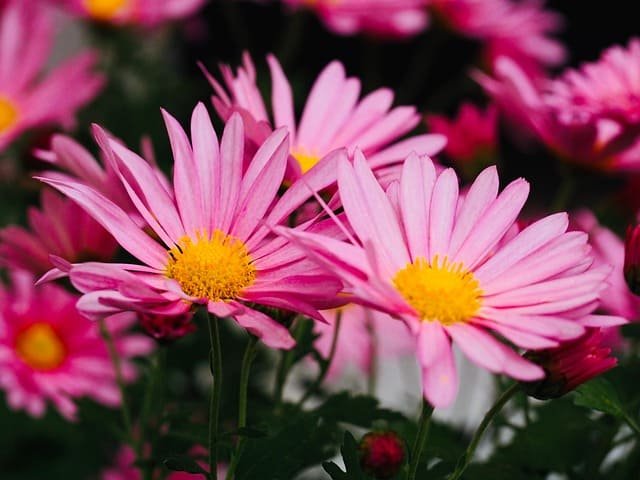 Flower Coloring Pages